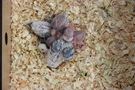 130911 --- R29, R30, R31, R32, R33 samt ägg